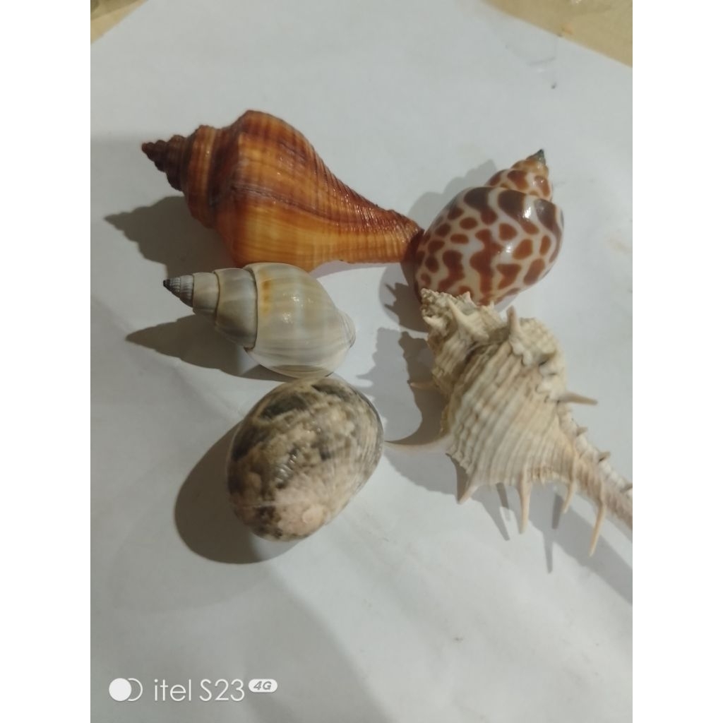 kerang kelomang ukuran M rumah kelomang