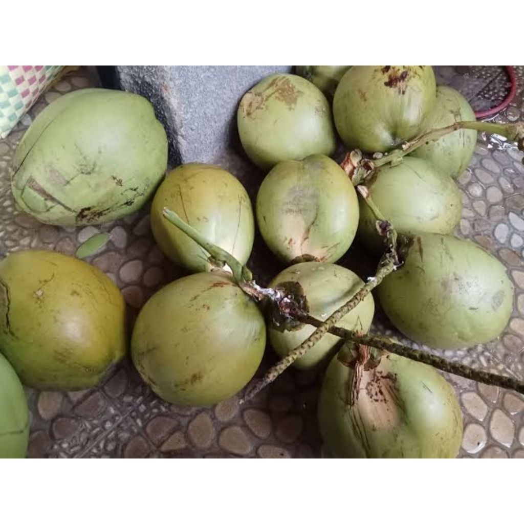 

kelapa muda Fresh segar asli Pangandaran di petik ketika ada yang order baik untuk ibu hamil