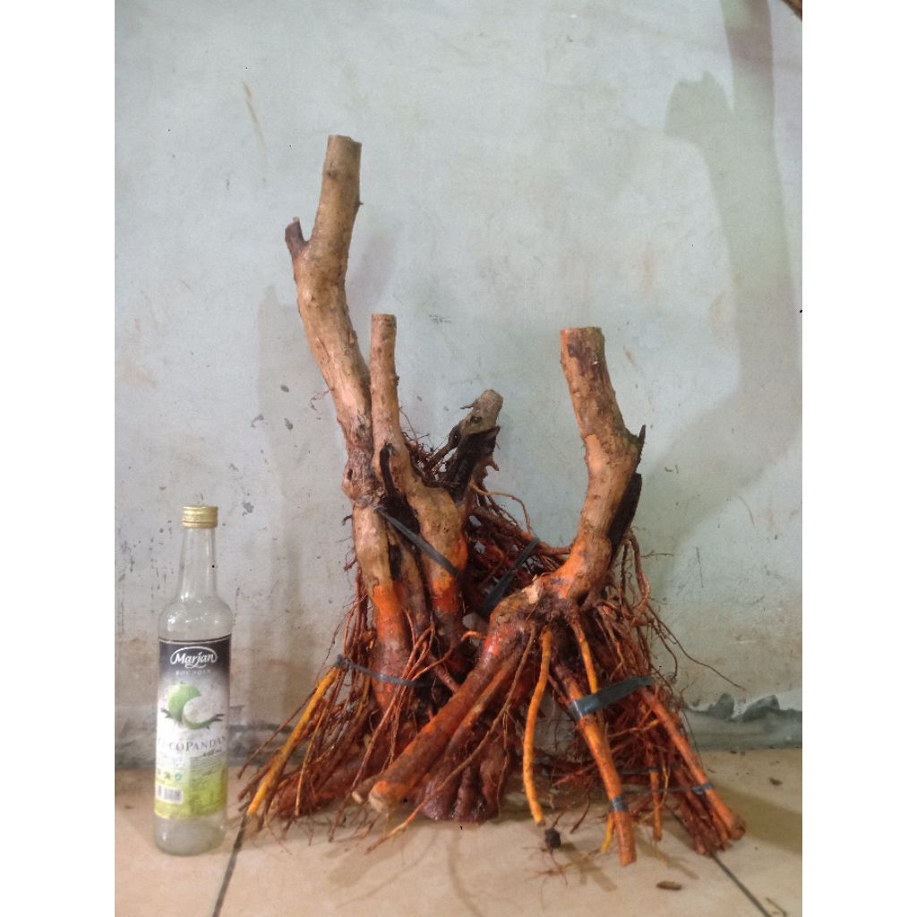 BAHAN BONSAI SISIR KALIAGE AKAR ANGKER