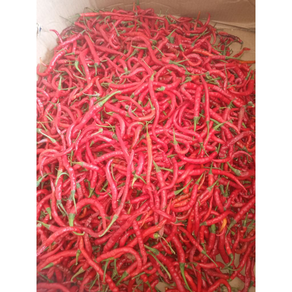 

Cabe merah keriting 200gr / CMK super / cabai keriting