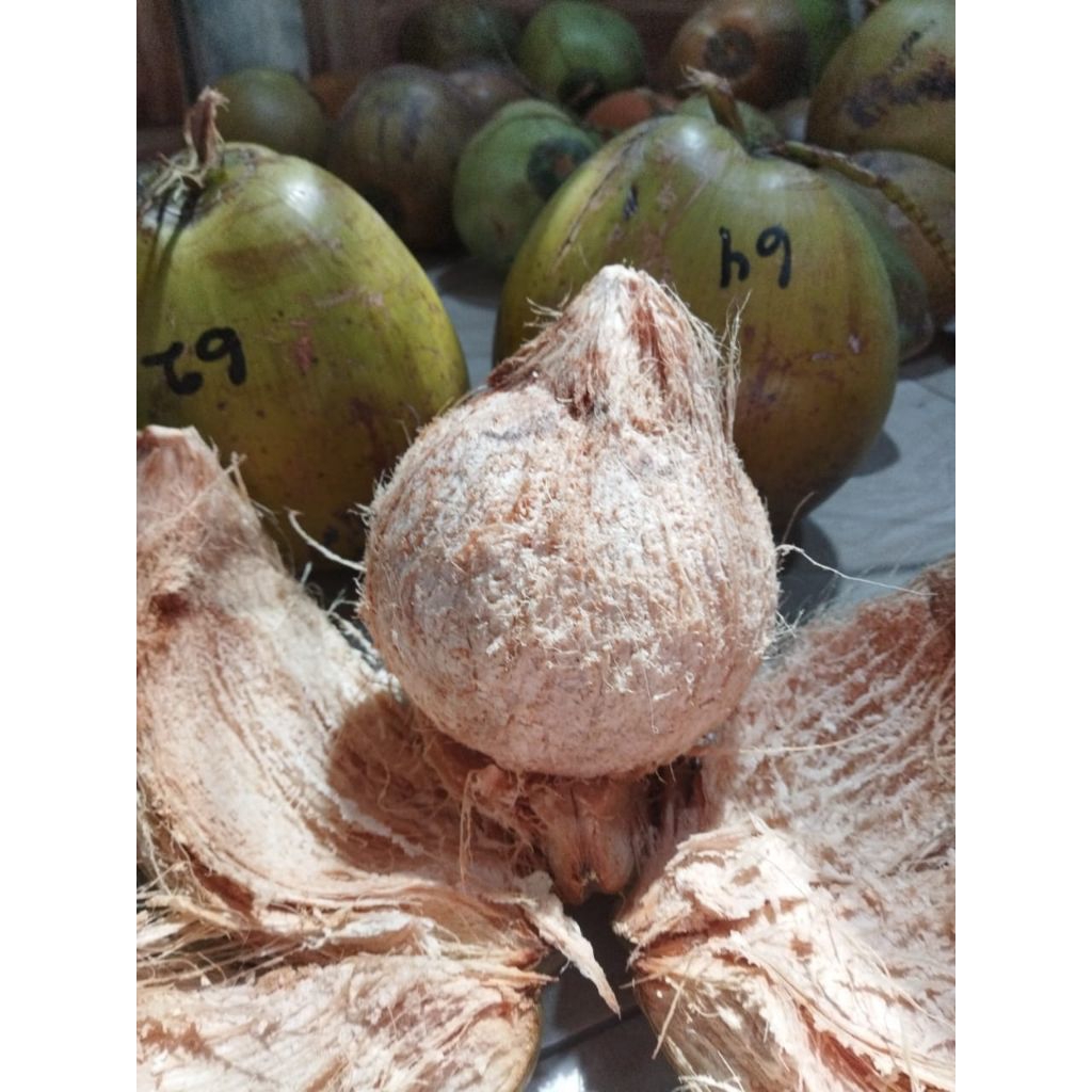 

kopyor organik asli dari pati 47-50