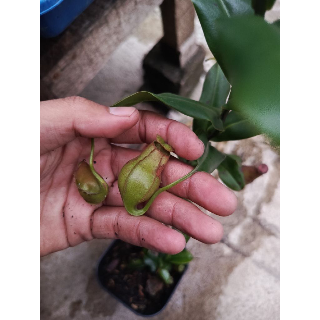 

Nepenthes gracillis squad / tanaman hias / tanaman unik / tanaman pemakan serangga / tanaman carnivora / tanaman unik / tanaman langka / kantong semar / periuk kera
