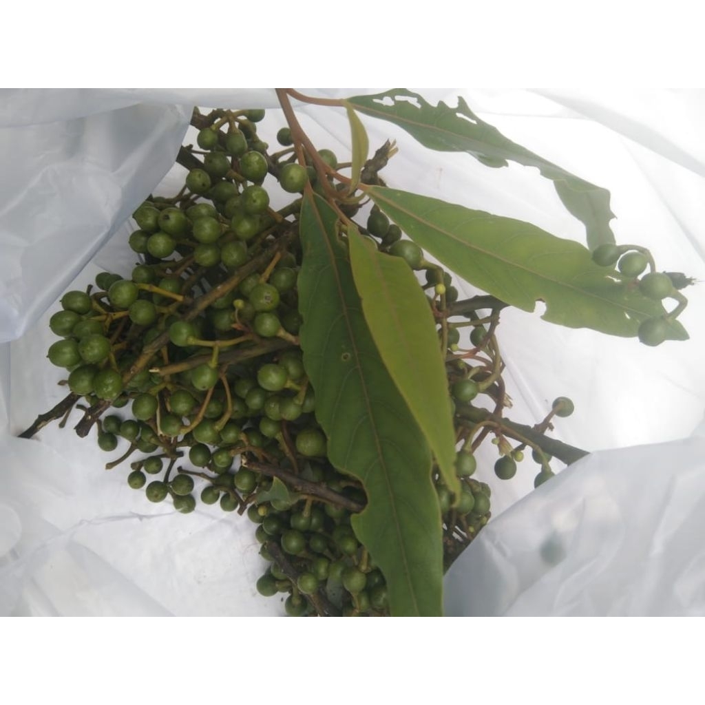 

buah kayu lemo segar