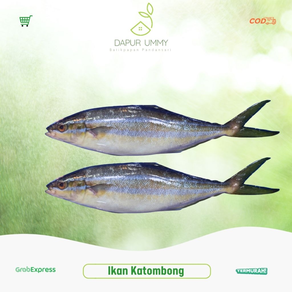

SALMON • Ikan Salmon Lokal
