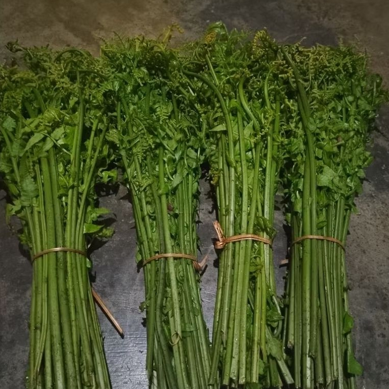 

pakis sayur segar siap masak per 3 ikat