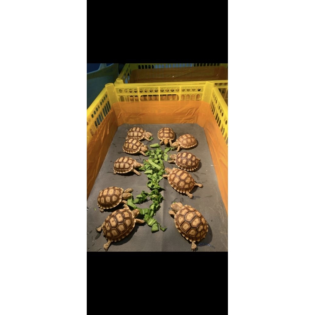 Kurakura sulcata baby