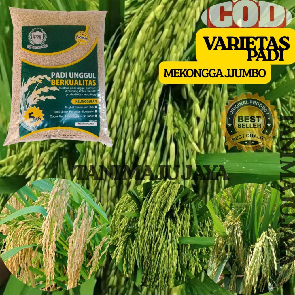 BIBIT PADI BENIH PADI UNGGUL VARIETAS MEKONGGA JUMBO KEMASAN 5 KG