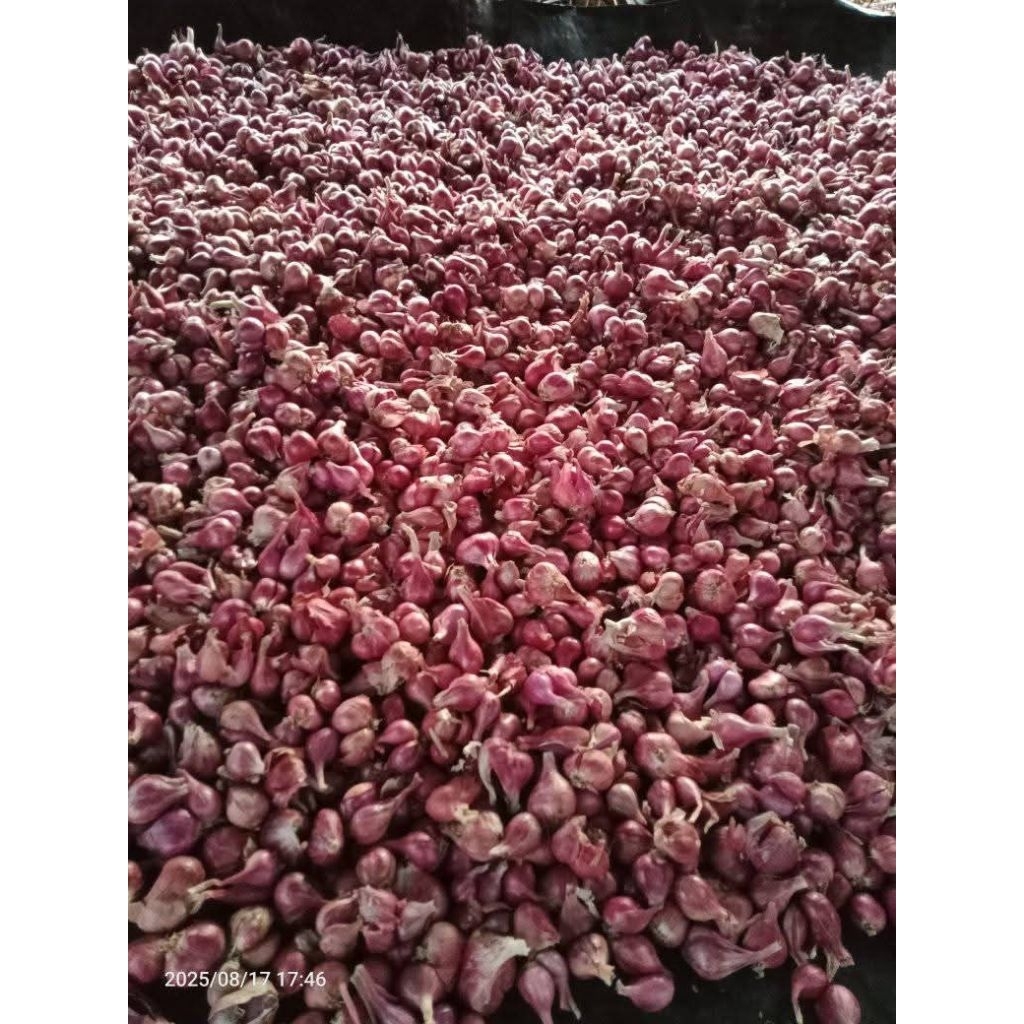 

Bawang merah 10 kg (campur)