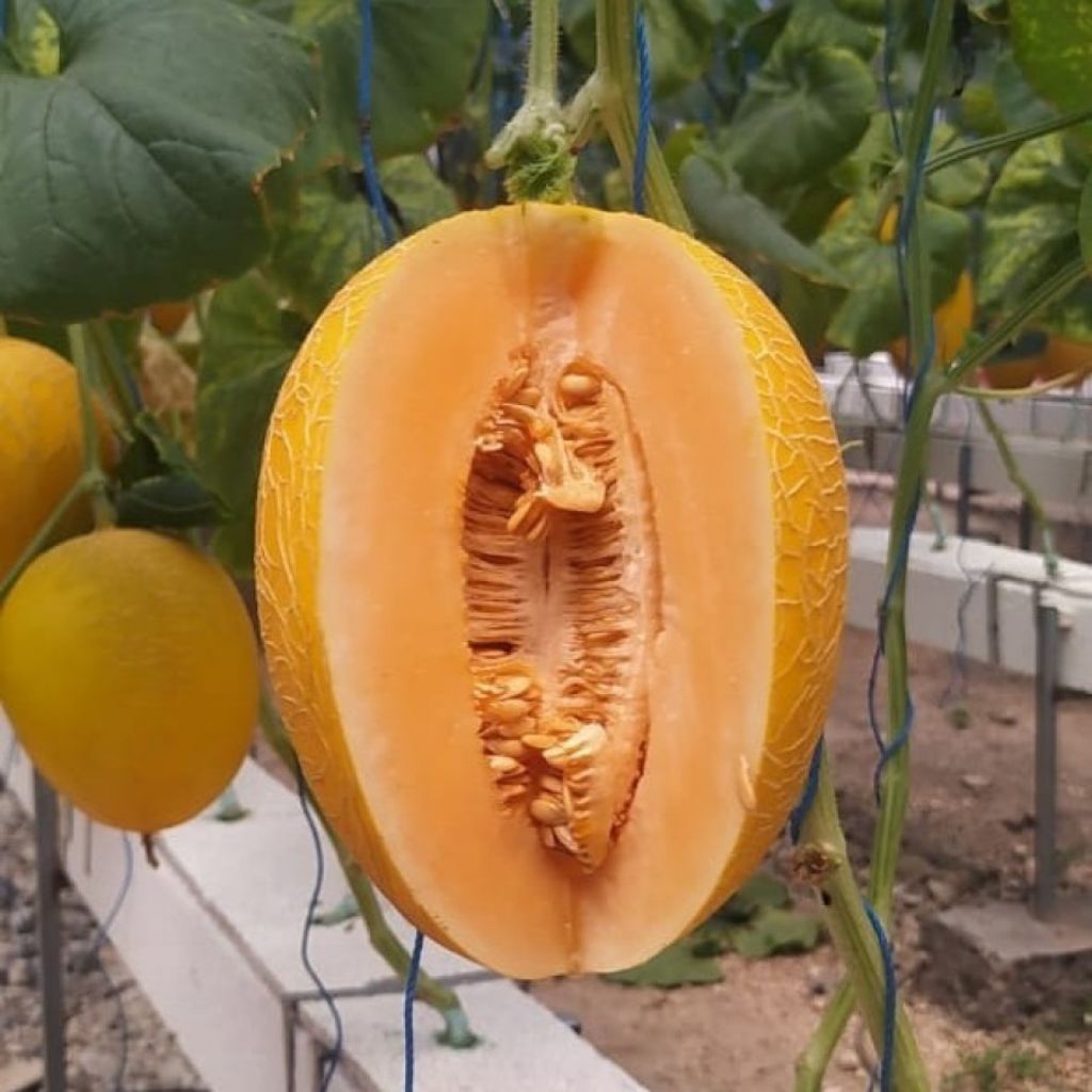 BENIH/BIJI MELON SWEET LAVENDER (7 BUTIR)