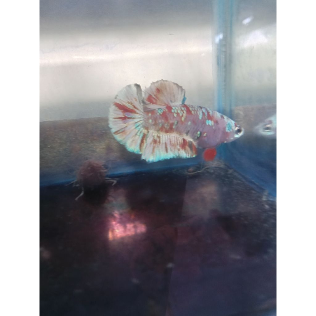 ikan cupang plakat nemo