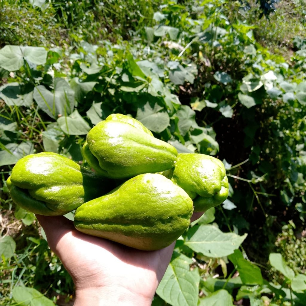 

labu accarr fresh langsung dari petani