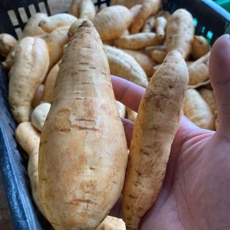 

jual umbi luar putih dalam merah umbi pulen berat 5 kg