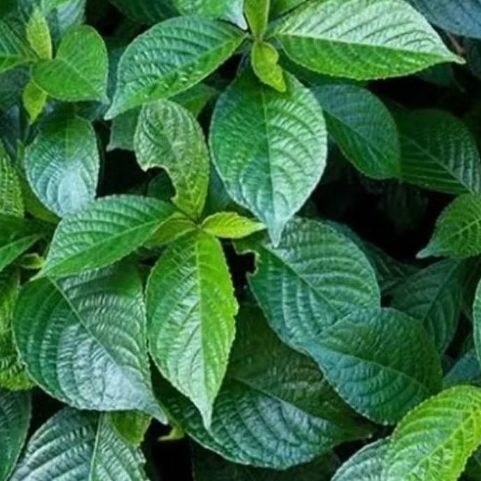 

daun super pecah beling asli kwalitas ter baik per 55 lembar