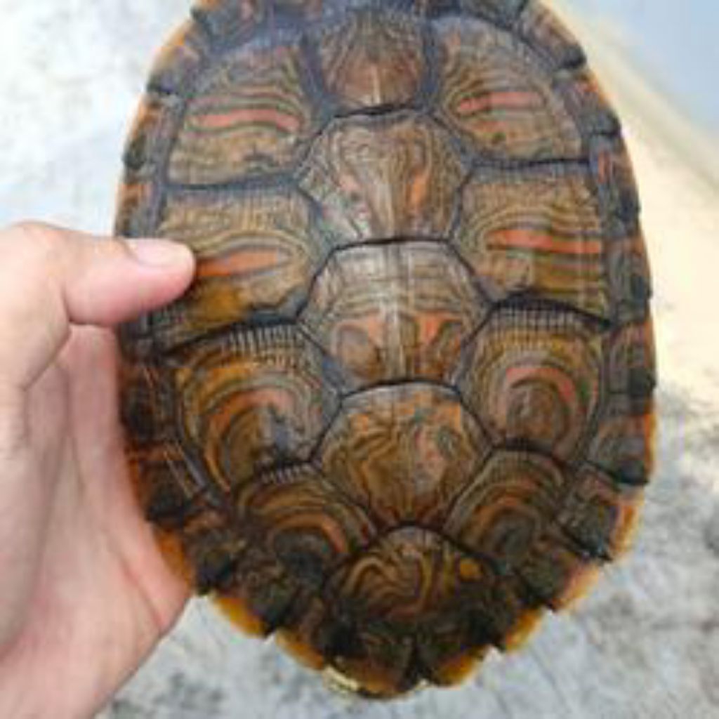 kura kura air venusta betina ukuran 15-20cm berkualitas. GRATIS PELET. siap kirim ke seluruh pelosok