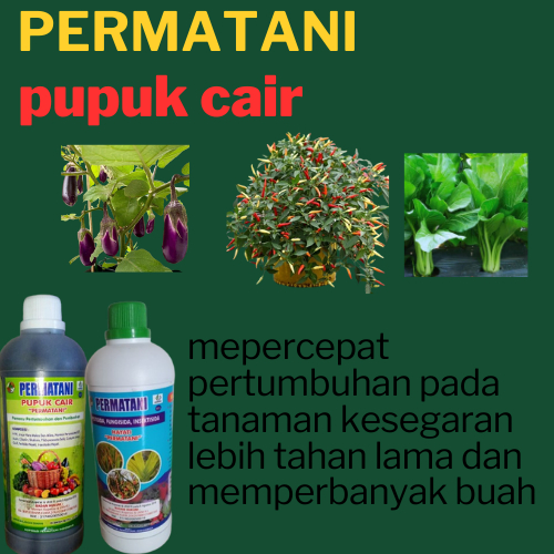 ASLI obat patek cabe TERLARIS | organik ampuh CEGAH antraknosa & busuk daun secara ALAMI Multifungsi