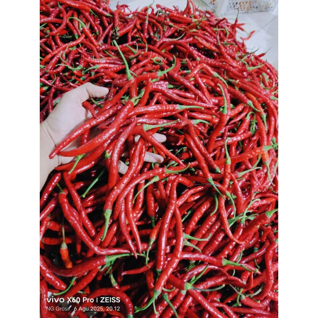 

Cabe merah besar super murah 1kg - Cabe merah Keriting