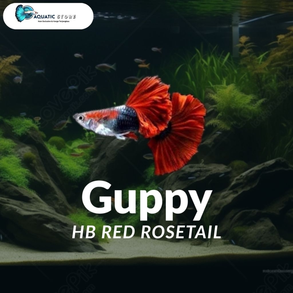 Ğuppy HB Red Rosetail Aksesoris Aquascape