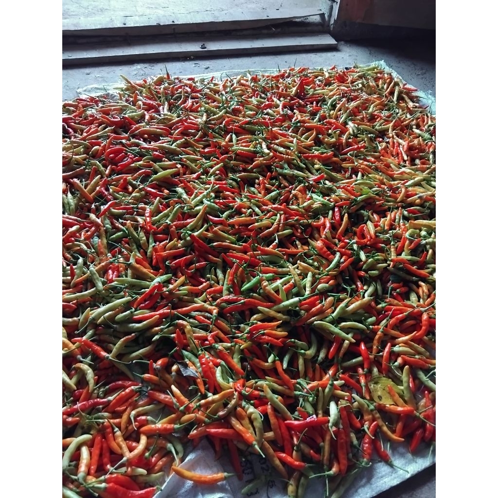 

cabe rawet merah segar ori