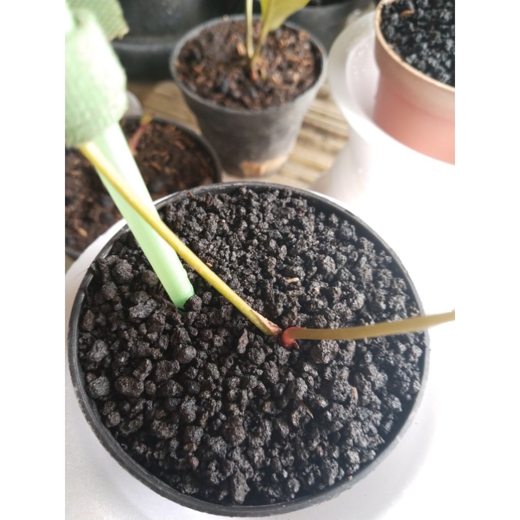 anthurium kuping gajah cristalinum varigata pergol