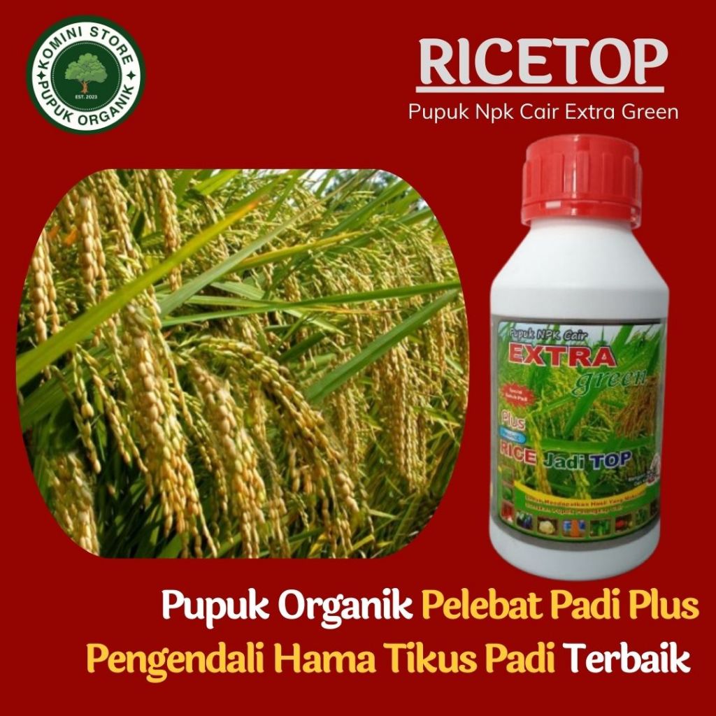Ricetop – Pupuk Pelebat & Penyubur Padi Terbaik untuk Hasil Panen Melimpah - Pupuk Ricetop – Rahasia