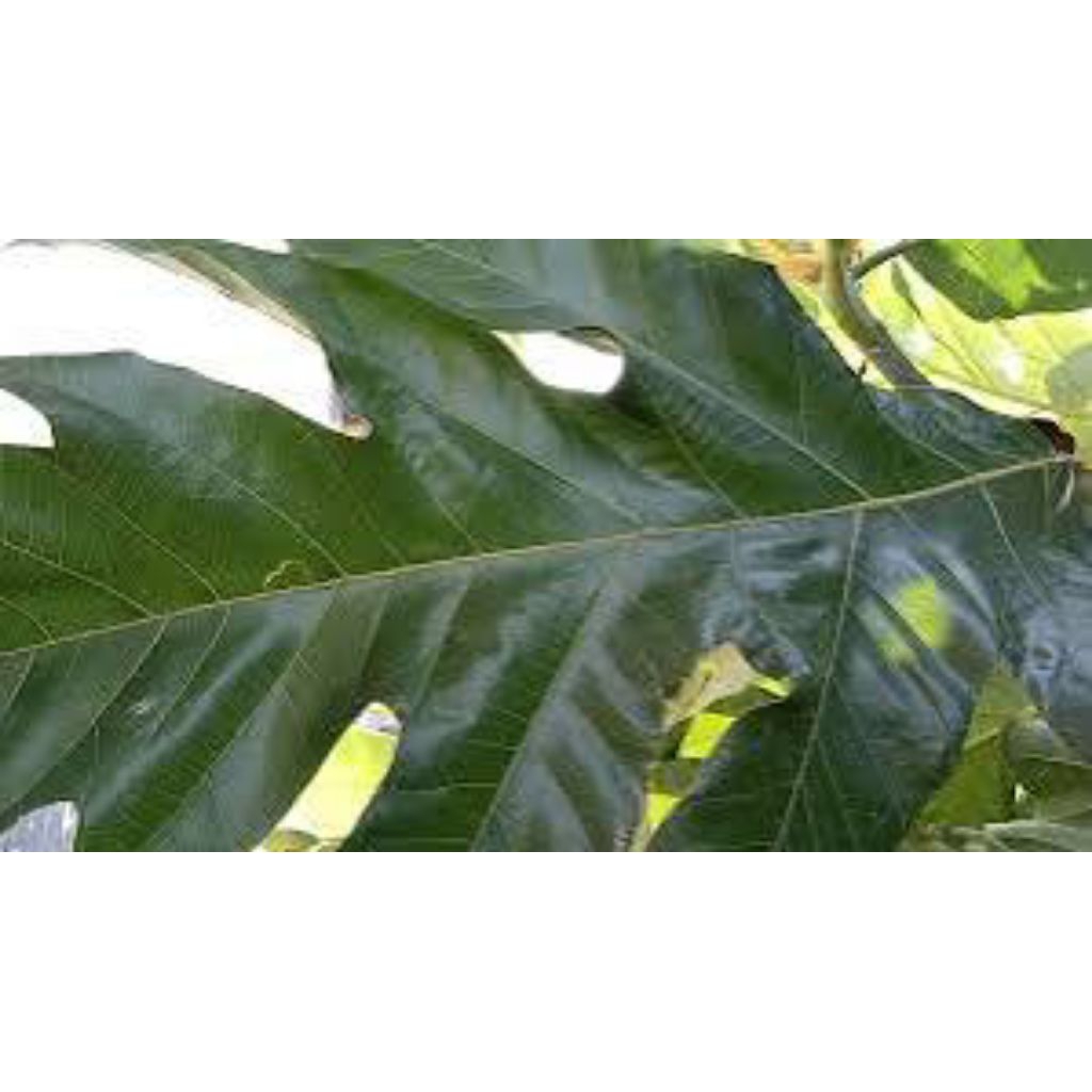 

daun sukun atau Artocarpus altilis 500grm siap kirim