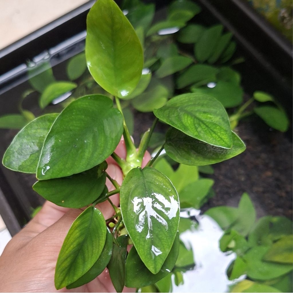 Anubias Nana size M