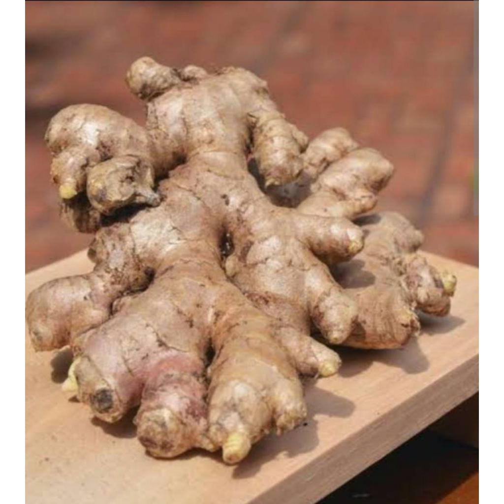 

jahe gajah 250 grm termurah/jahe gajah organik