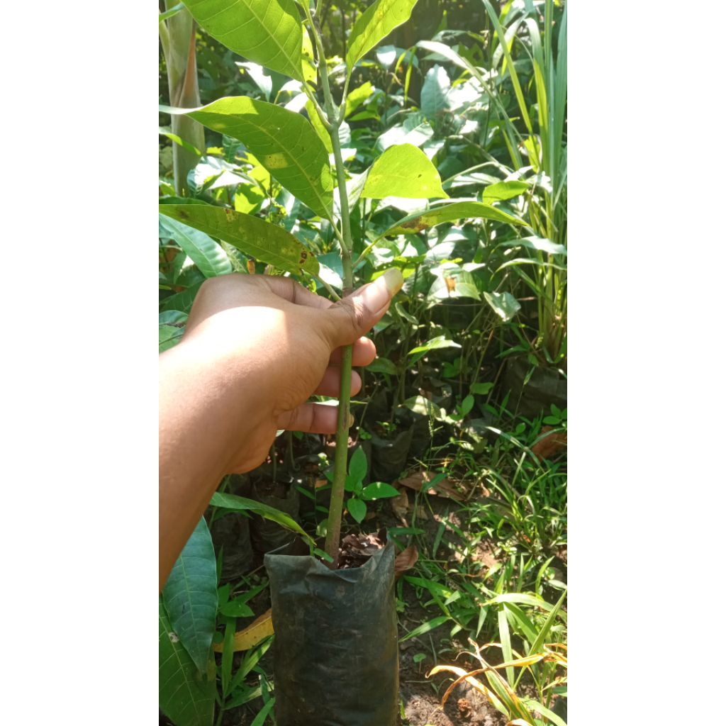 

sidling mangga satu paket isi 25 pohon
