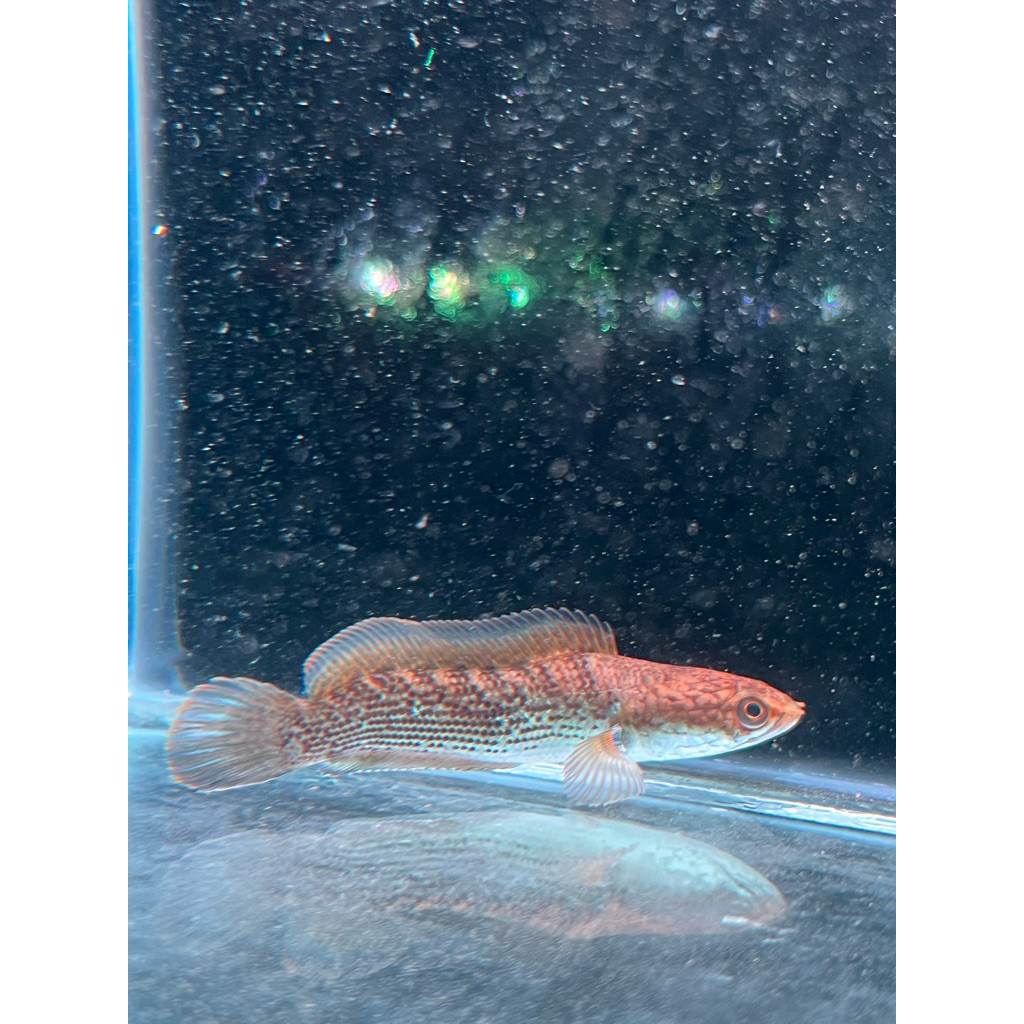 cana Stewarti unik 6-8 cm