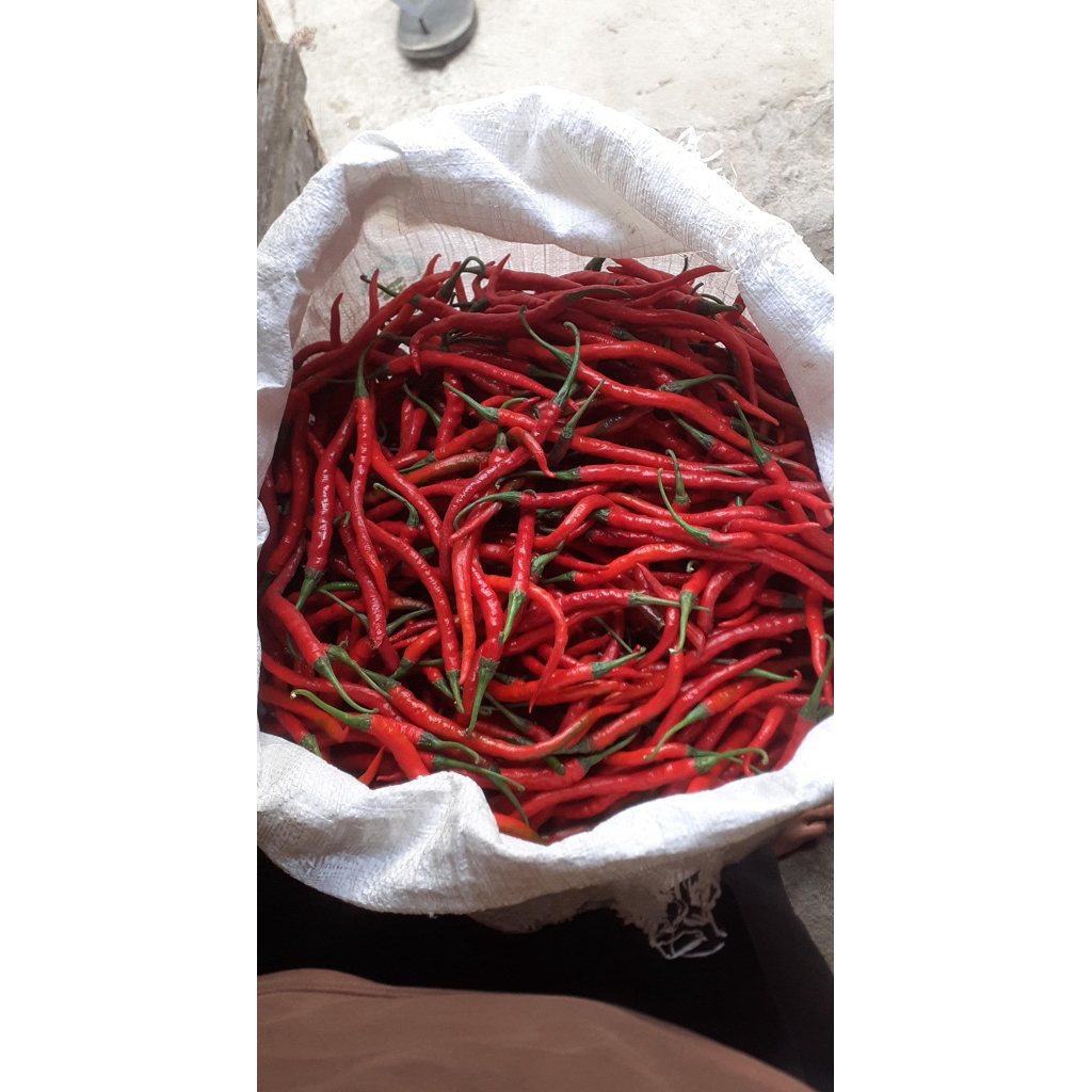 

1kg cabe keriting merah segar dari petani