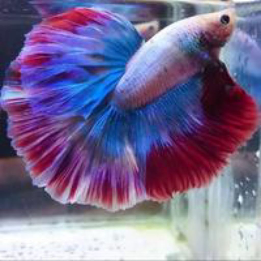 CUPANG HALFMOON ROSTAIL GRADE A