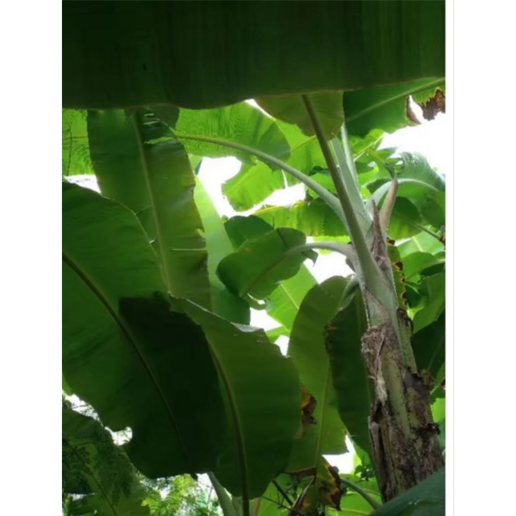 

Daun pisang serba guna 1kg