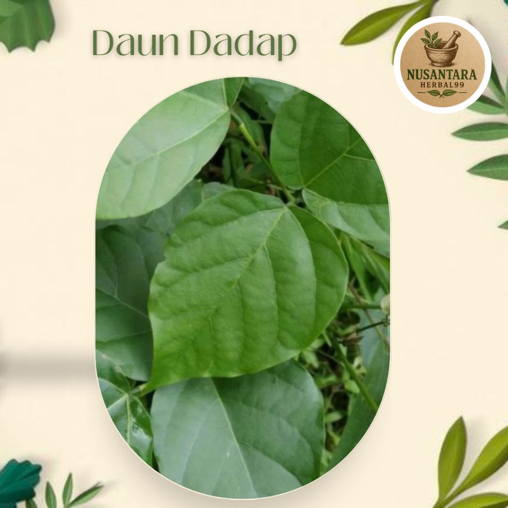 

Daun Dadap Serep Segar Penurun Panas(Demam) isi 25 Lembar