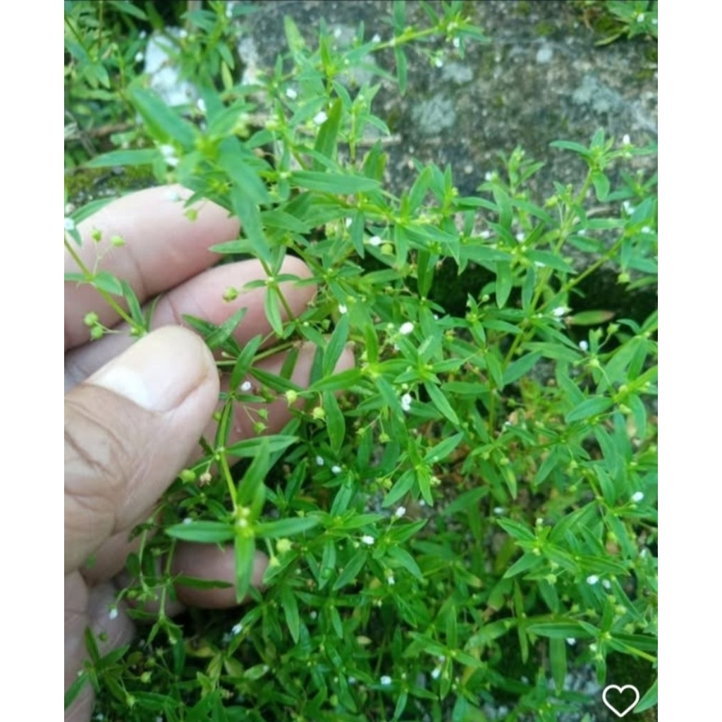 

rumput mutiara segar / daun siku siku 250 gr