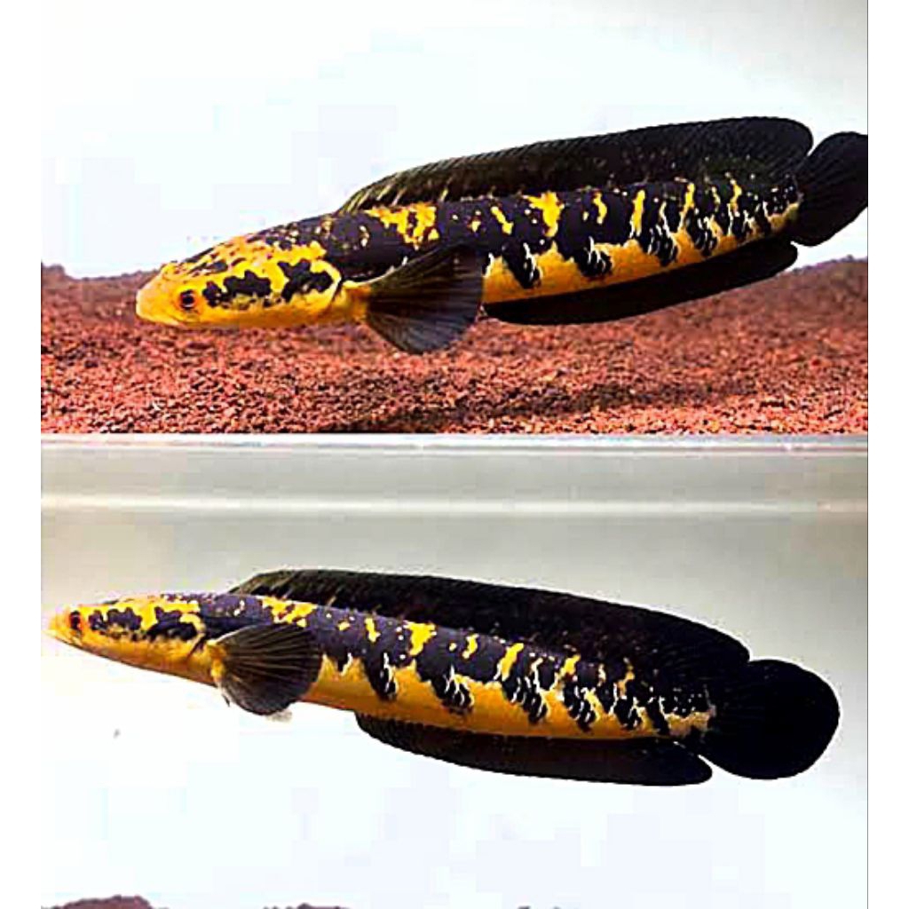 Maru yellow sentarum bahan batik ,,Uk 8-10