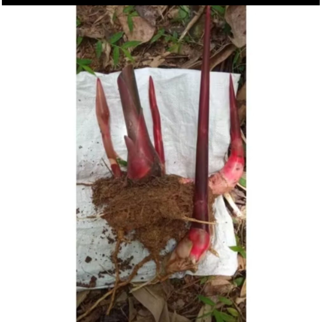 

bibit kecombrang merah/honje siap tanam