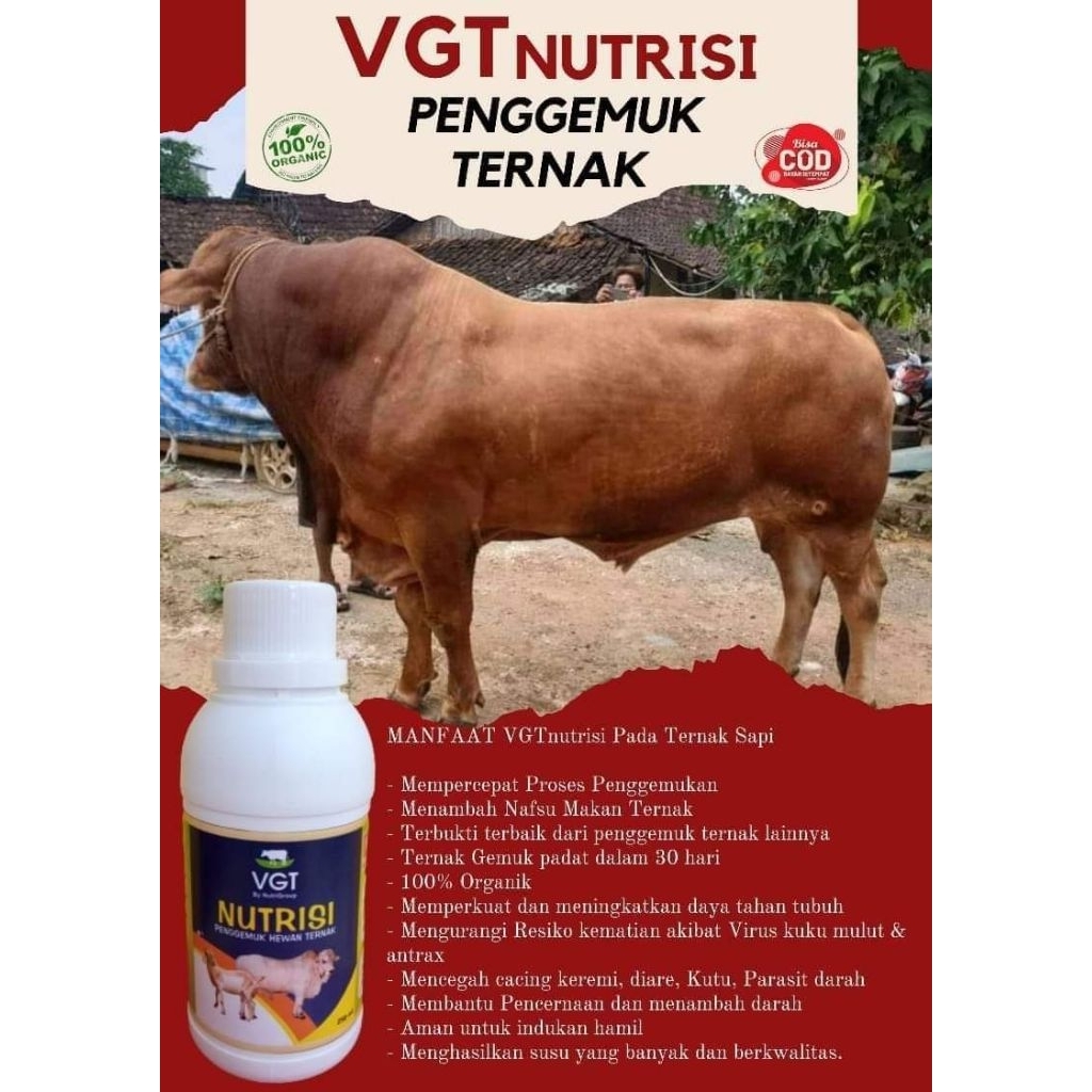 Vitamin.Gemuk.Ternak.Sapi