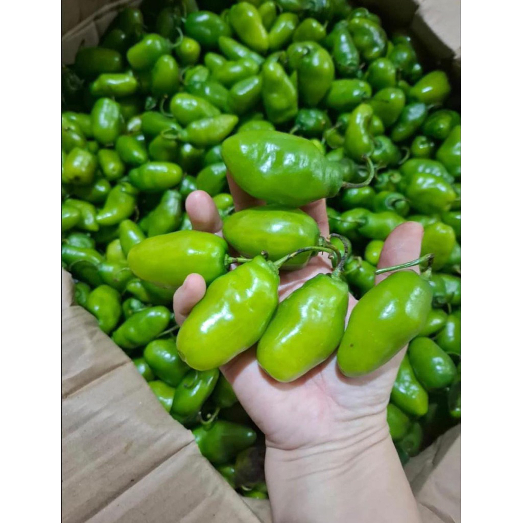 

Cabe Cabai Gendot/ Bendot Fresh 200 gram