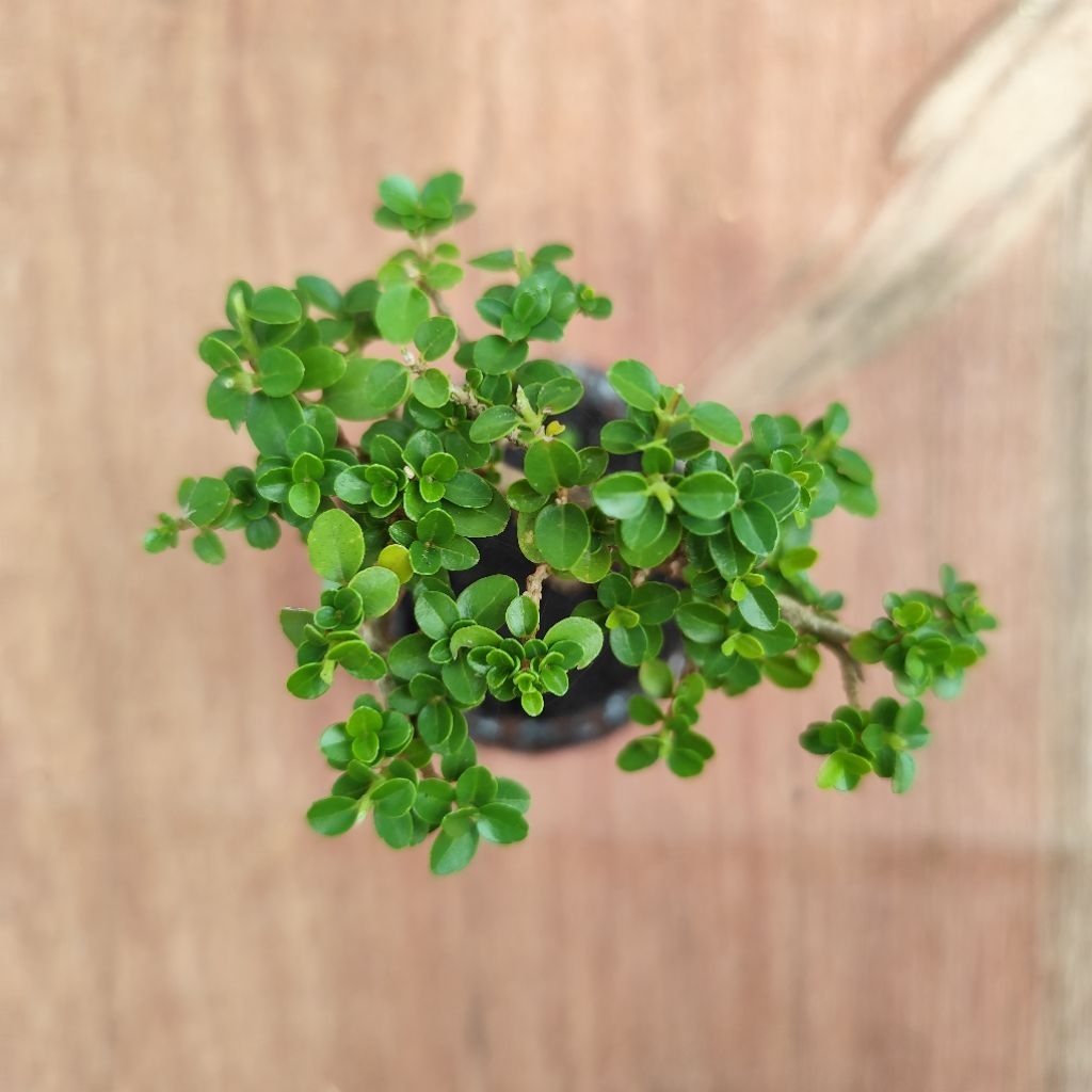 Bonsai Shito, Mame Sancang Siap Pajang Pot Gerabah