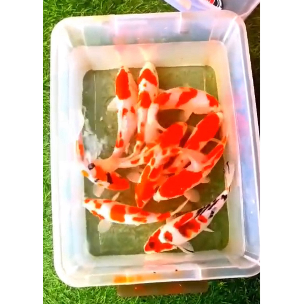 Kohaku Sanke 10 Ekor
