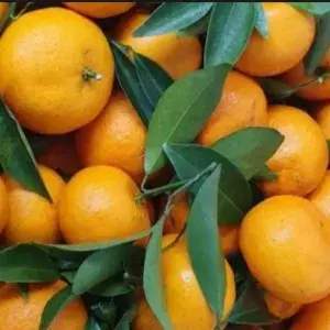 

Jeruk Santang Daun 500 gr