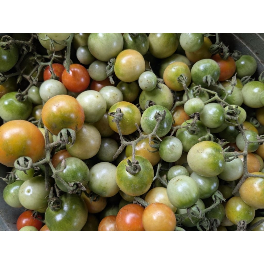 

buah rampai segar baru metik khas Lampung 1kg