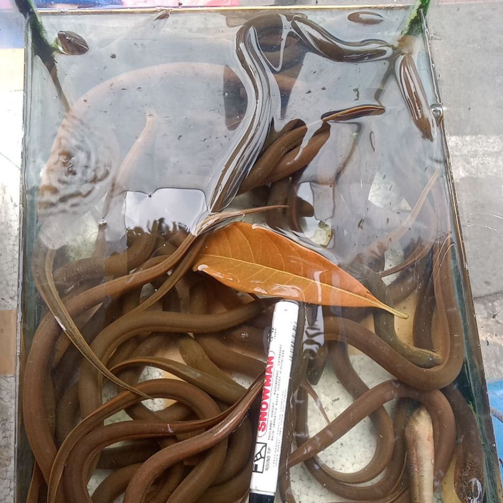 

belut sedang buat umpan mancing 500g isi 10/14