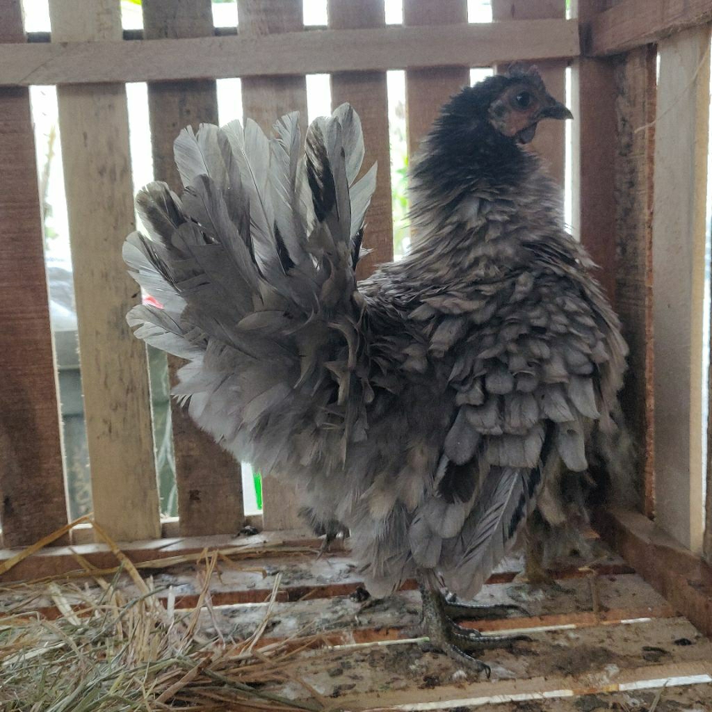 Ayam Kate seramis Bulu Walik Batina  dewasa warna abu abu instan Pekanbaru