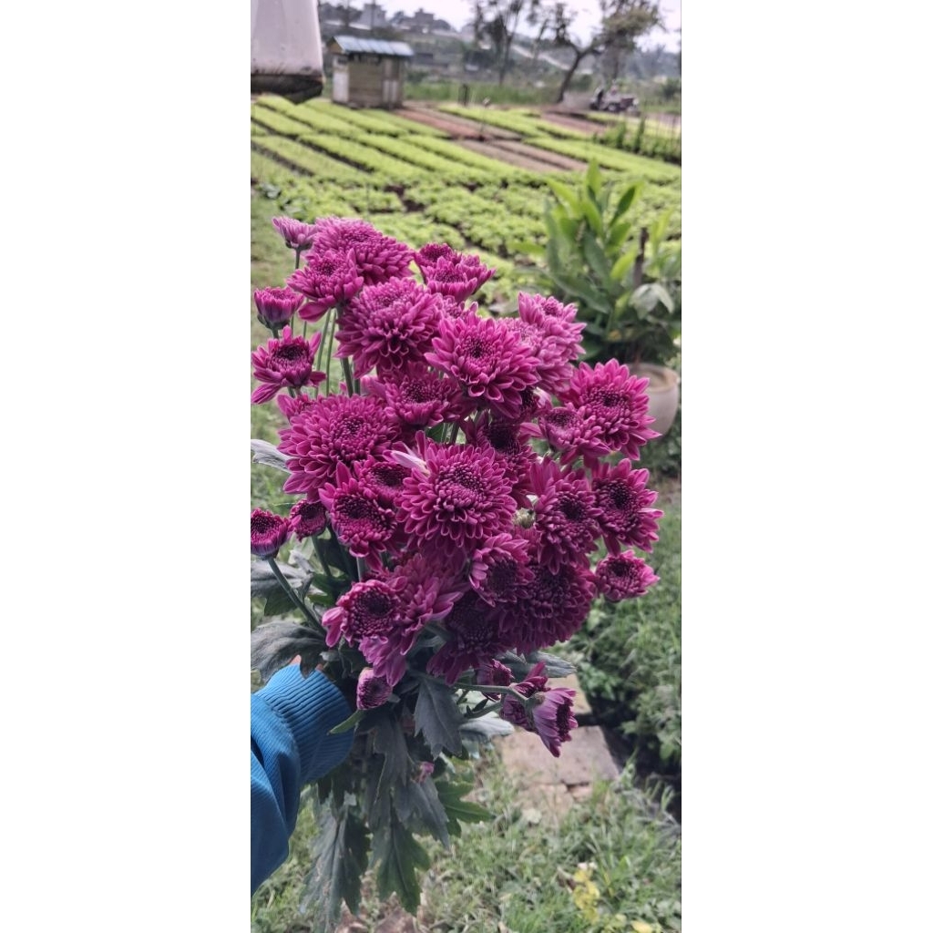 BUNGA POTONG SEGAR ASTER UNGGU