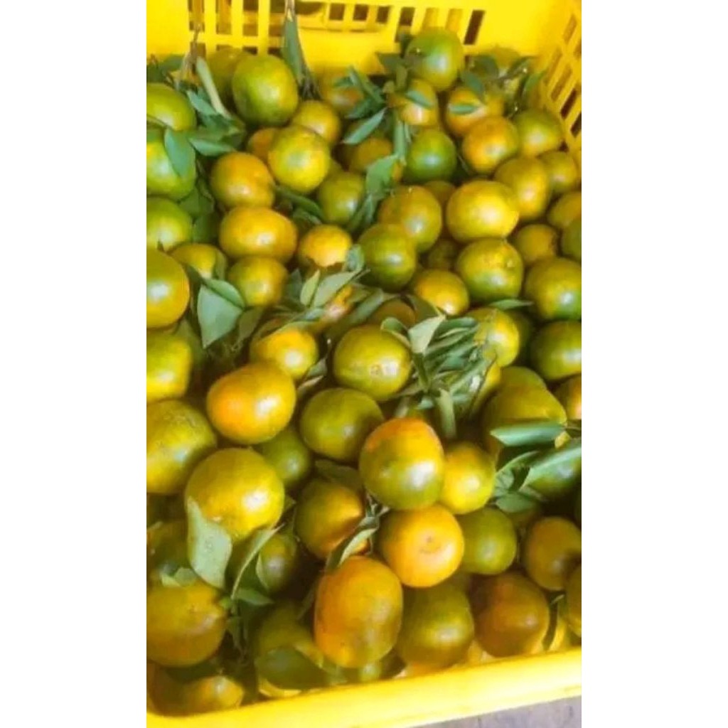 

jeruk Siem madu segar