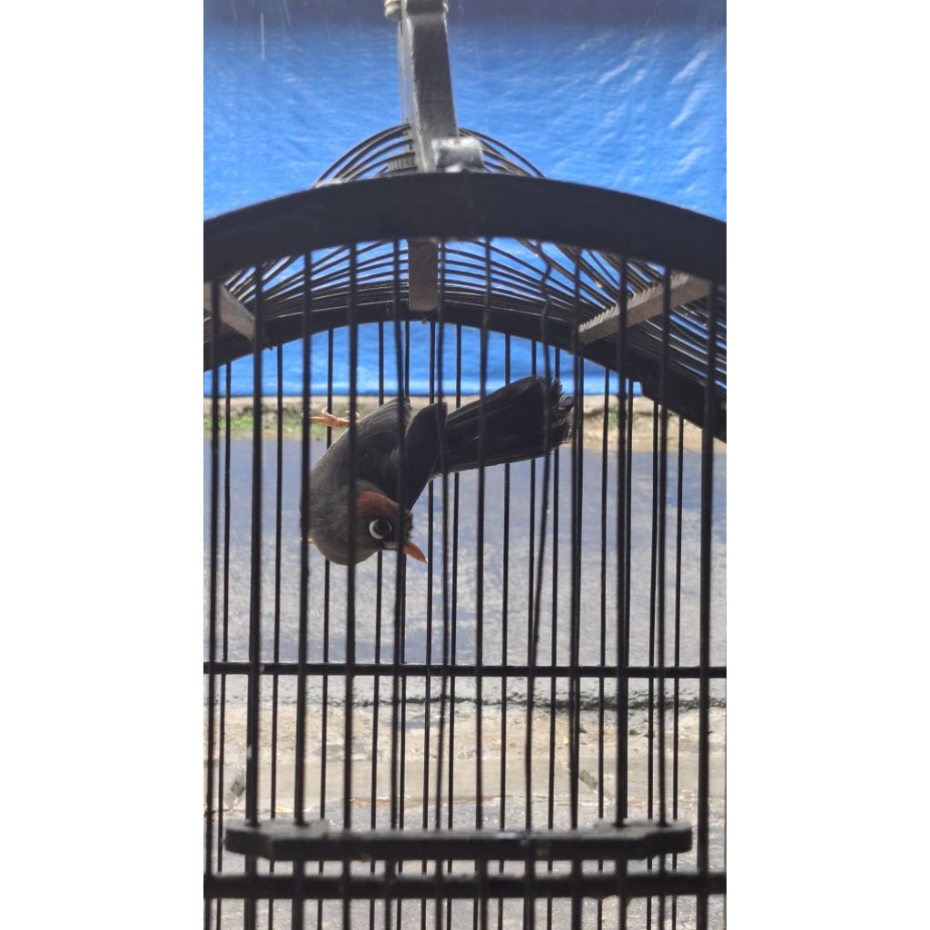 Poksay mandarin gacoran rawatan mulus jantan