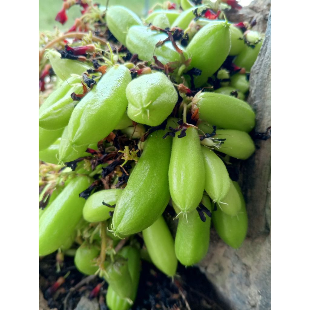 

blimbing wuluh segar 150g segar berkualitas