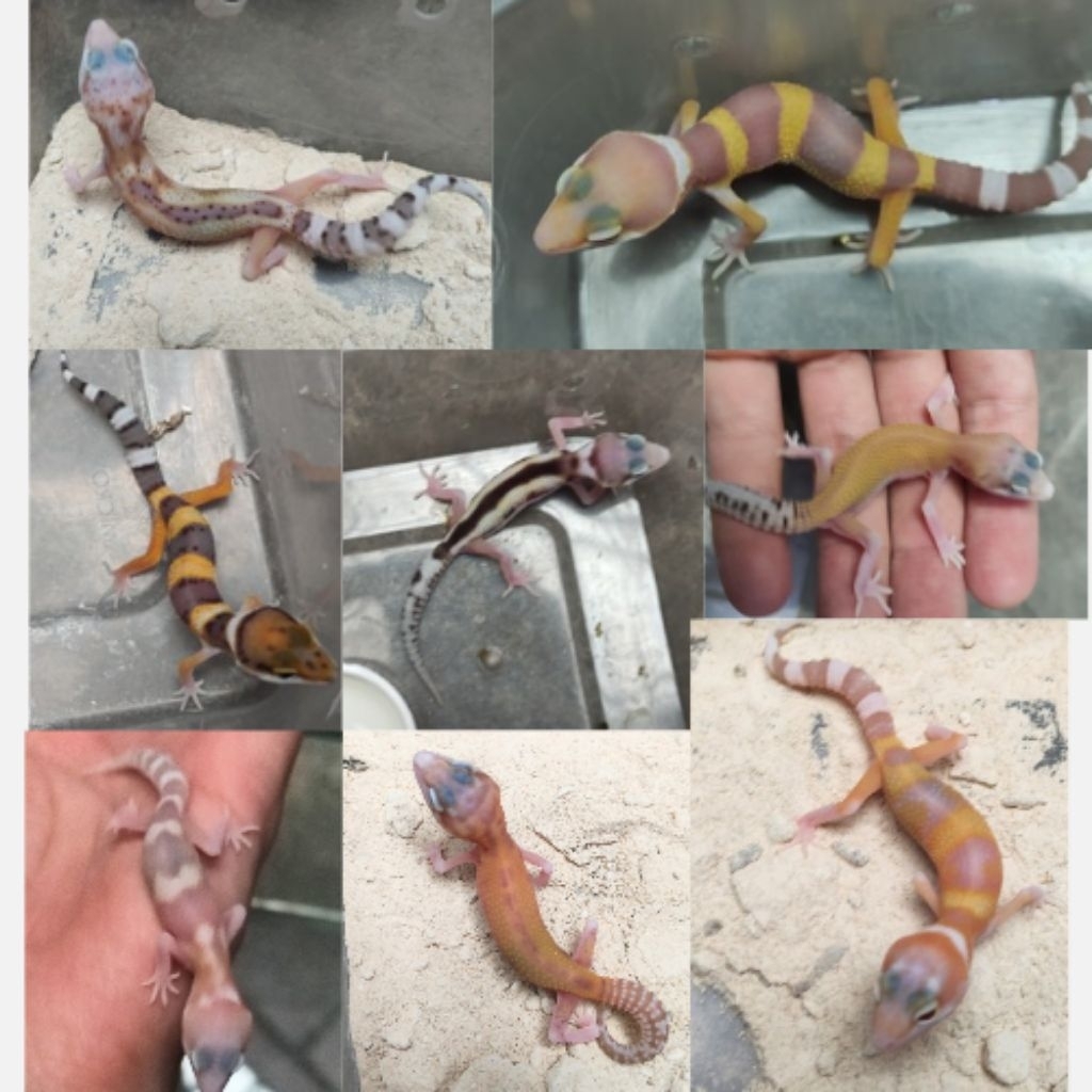Mainan anak leopard gecko , bisa pilih,  juvenile baby remaja murah sehat garansi