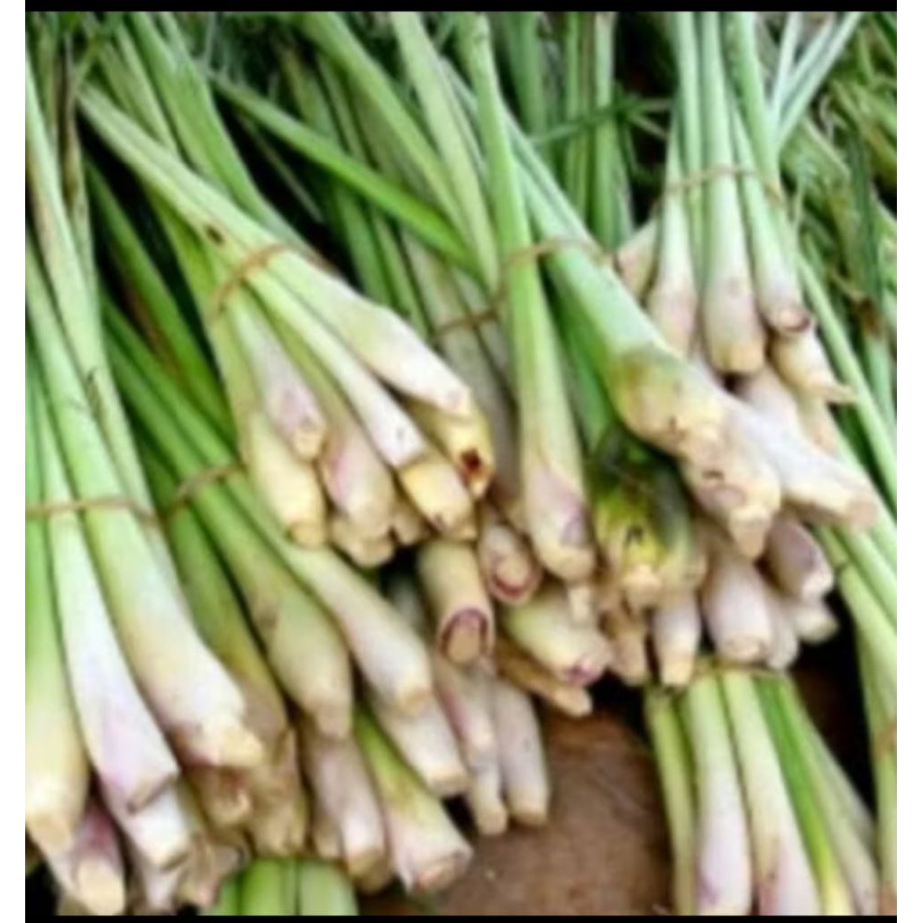 

BUMBU DAPUR/SEREH WANGI/SEREH SUPER